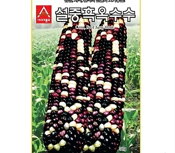 (아시아종묘/옥수수종자씨앗) 설중흑(700g) 1