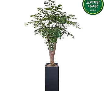 해피트리 행복나무 축하화분 병원화분 개업선물 DLP-380 1
