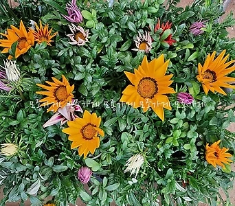 가자니아 화분 꽃 모종 1