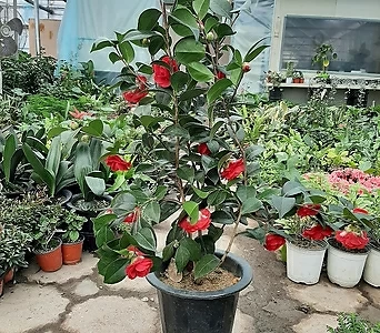 Camellia japonica / 1