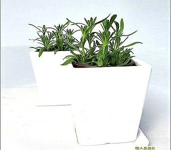 들꽃향기 모기퇴치식물 라벤더 도자기화분2개 1세트 1