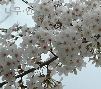 왕벚꽃나무 왕벗나무묘목 1
