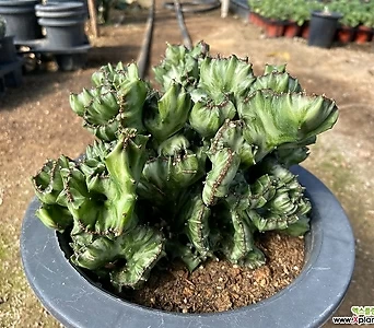 제금철화(Euphorbia lactea cristata) 제금관 대품 직경21cm 재배분 1