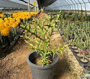 은각산호 대품 마다가스카르식물 Euphorbia stenoclada 1