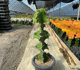 기린관 기린각 선인장 희귀식물 Euphorbia grandicornis 재배분5호 1