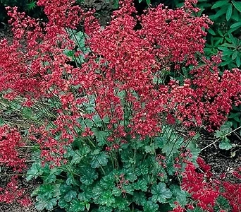 붉은꽃 단풍취 (휴케라 루비벨) 1set 3포트 1