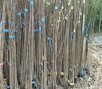 자두나무(자엽자두),접목1년특묘,같이가치농원 1