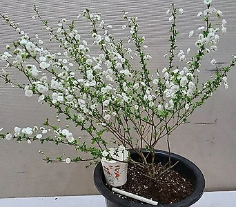 장미조팝나무.흰색꽃.노지월동가능.화단에 심는용도로 아주 좋습니다.상태굿. 1