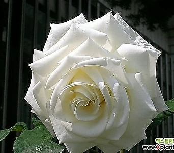 4계명품수입넝쿨장미.프레시스노우(백색,흰색)꽃10-11cm.울타리.넝쿨장미.월동가능. 1