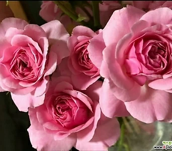 독일장미.4계.라리사.사랑스런 핑크색.old rose 향기.꽃5-6cm.아주예뻐요.정원장미.월동가능.상태굿.늦가을까지 피고 합니다.인기상품. 1
