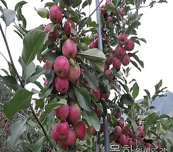 사과나무 묘목 미니사과 (알프스오토메) 접목1년특묘,목하원예조경 1