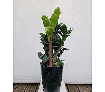 보석금전수(포트) 돈나무 초보자 거실인테리어식물 1