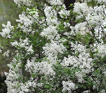 Echeveria cv Peale von Nurnberg / 1