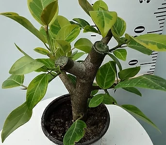 뱅갈고무나무 1