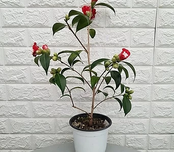 복반동백60 - 동백나무 1