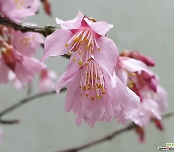 Prunus × incam 1483.   - ,  . 1