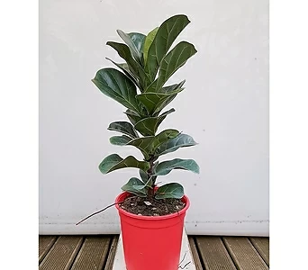 떡갈고무나무(빨강포트) 인테리어식물 초보자식물 1