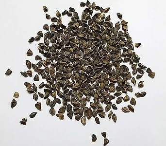 니포피아우바리아种子3g(900립) 3g 1