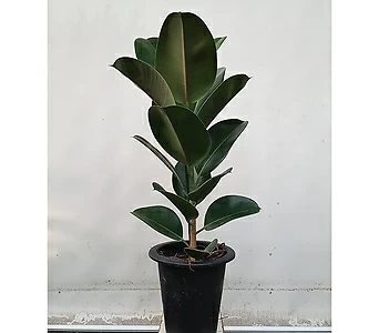 고무나무(포트) 실내화초 관엽 공기정화식물 반려식물 1