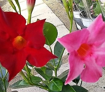 ﻿만데빌라썬다볼-색다르게2개사계절피는꽃 1