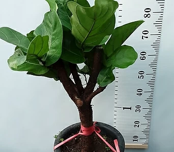 떡갈나무 1