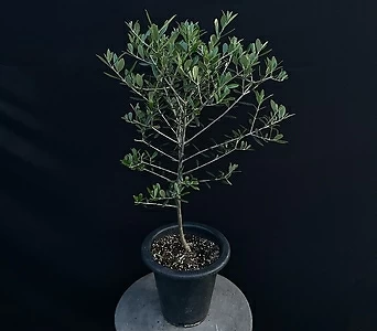 올리브나무 B 95cm 1