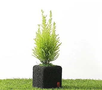 율마 숯화분 실내공기정화식물 화초 인테리어 1