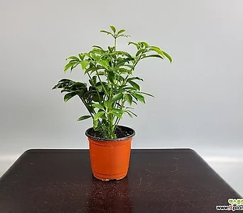 홍콩야자,공기정화식물 1