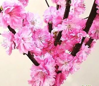 외목수형 옥매화나무 화분상품/멋진 수형 옥매화 꽃나무/핑크꽃 매화 1