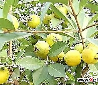구아바나무-성목100 당뇨와 각종 성인병에 좋은 식용열매나무 1