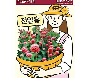 (아시아종묘/꽃씨앗) 천일홍 1kg 1