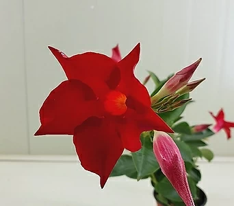 만데빌라 빨강꽃 1