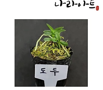 도두/난/풍란/난키우기/식물/꽃/모종/난화분/나라아트 (원예종) 1