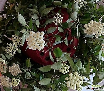 호야.라쿠노사(깨끗한 흰색).꽃색깔예뻐요.향기좋은향.아카사카향.인테리어효과.공기정화식물..잎도예뻐요. 1