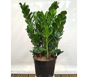중대형식물 동글동글 금전수 돈나무 인테리어 화초 1
