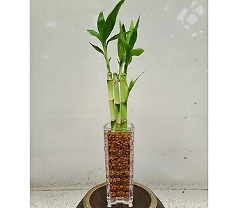 개운죽 유리병화분 수경재배 거실 인테리어식물 1