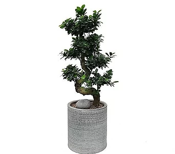 개업축하화분 대형식물 가지마루 팬다 관엽식물 DLP-097 1