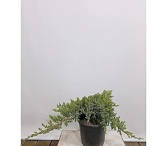 눈향 (향나무) 인테리어식물 월동가능 전원주택식물 1
