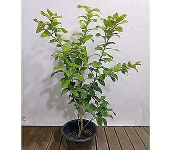 인테리어대형식물 레몬나무 월동가능 열매식물 1