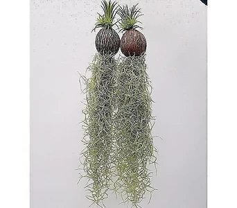 (2개세트) 코코넛 수염틸란드시아 행잉플랜트 욕실식물 1
