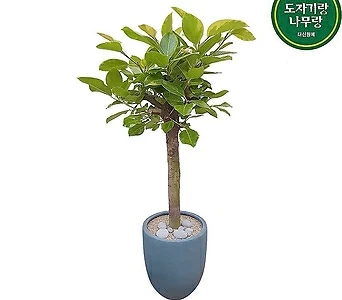 뱅갈고무나무 (고급폴리완성분) 대품 인테리어식물 개업축하화분 DLP-294 1