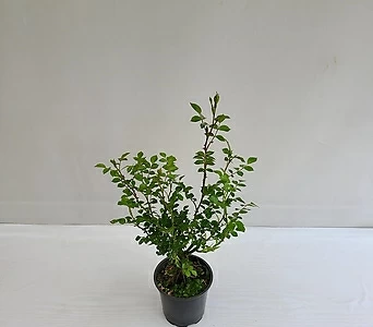 온누리농원 찔레나무 공기정화식물 반려식물 1