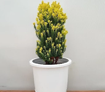 [진아플라워] 블링블링 황금미니 편백나무  옐로우봉  279 1