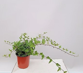 소형 인테리어식물 아이비 (포트) 실내화초 1