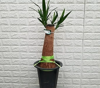 유카60 - 공기정화식물 1