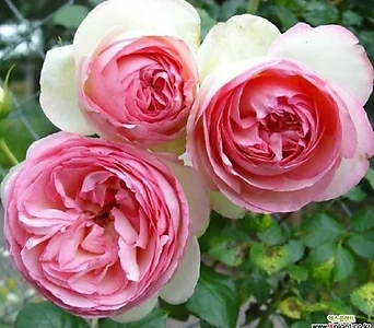 프랑스장미.특대품.에덴로즈85.피에르 드 롱샤르.old rose 진한향기.예쁜분홍색.꽃송이가 큼.울타리. 1