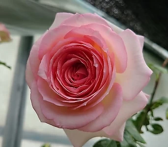 프랑스장미.특대품.에덴로즈85.묘목.피에르 드 롱샤르.rose 진한향기.예쁜분홍색.꽃송이가 큼.넝쿨장미.. 1