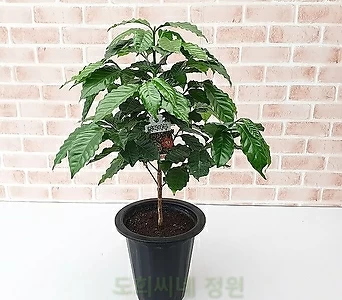 [도희씨네 정원] 카페 분위기 물씬 아라비카 커피나무 중형 290 1