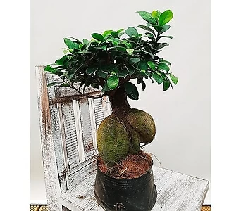 Ficus microcarpa Ginseng  1
