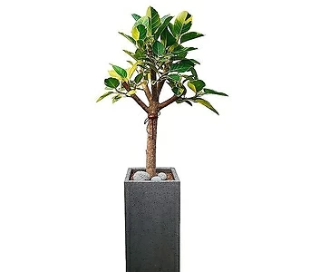 뱅갈고무나무 (시멘트사각완성분) 대품 DLP-236 1